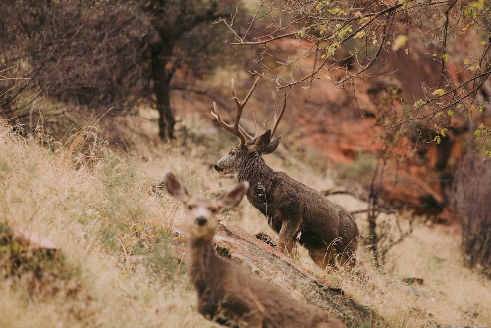 a couple of deer standing on top of a grass covered field