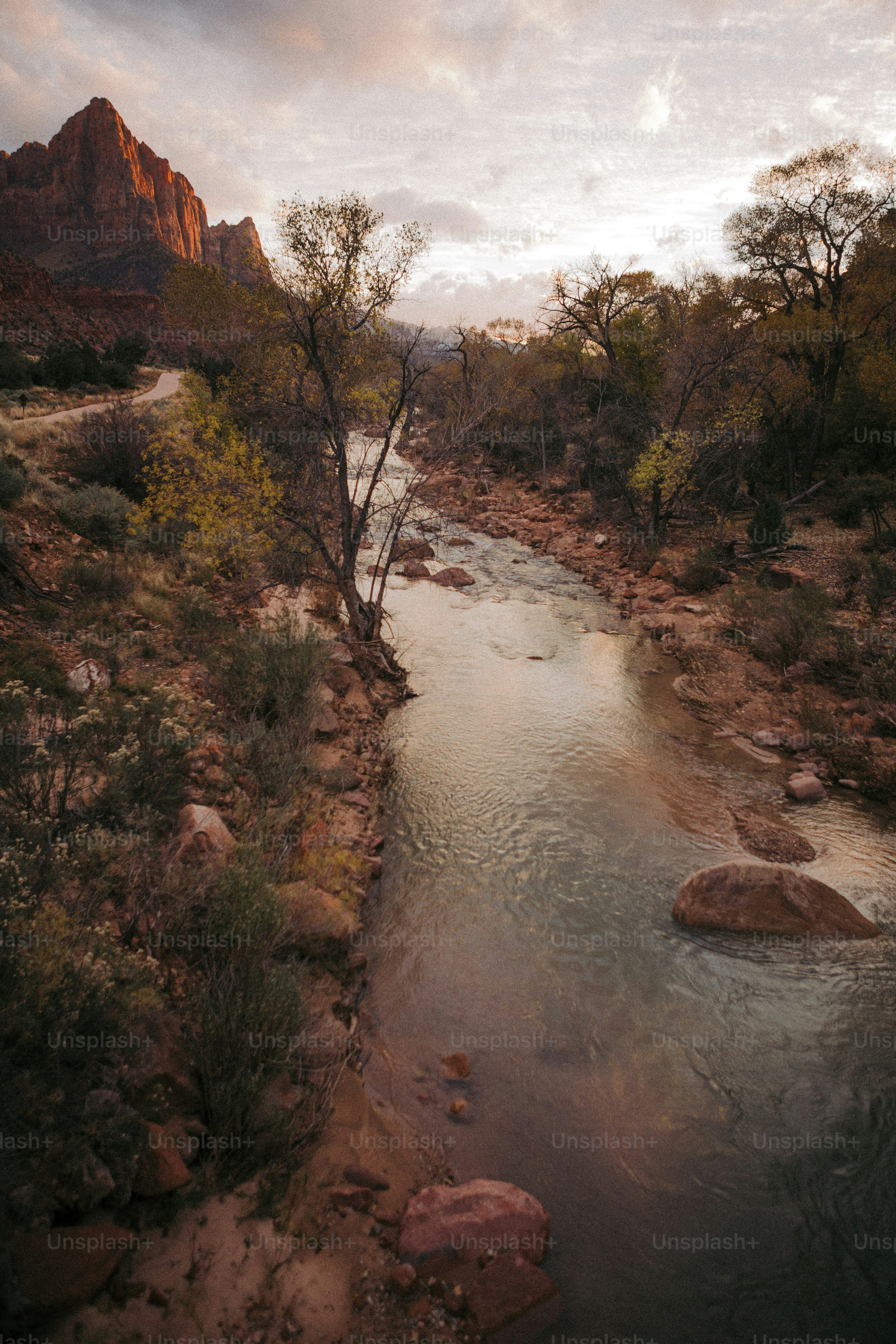 a river running through a lush green forest