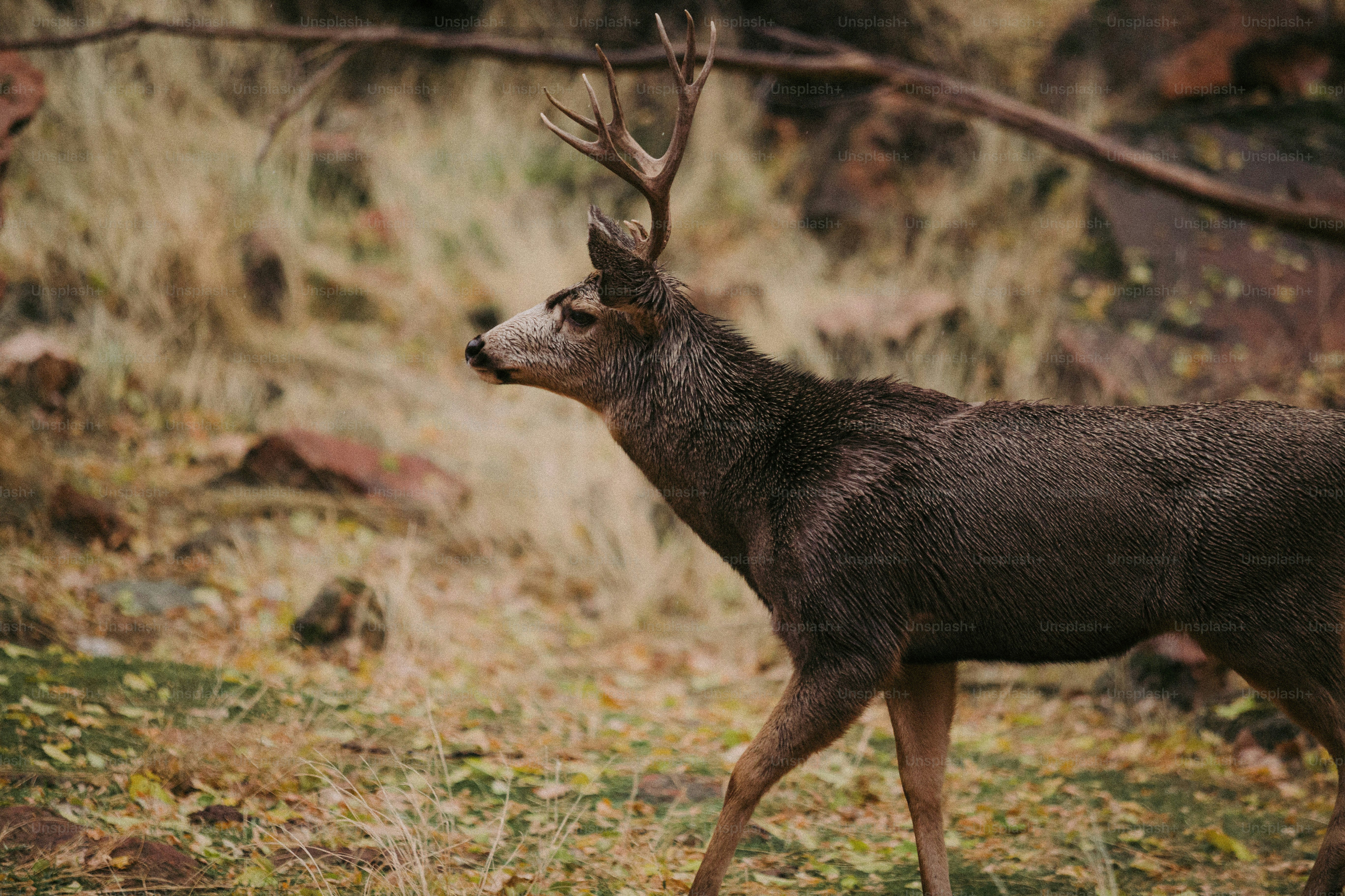 a close up of a deer in a field