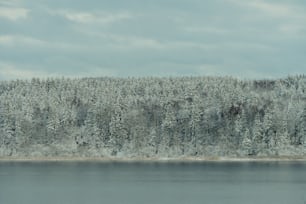 uma grande massa de água cercada por árvores cobertas de neve