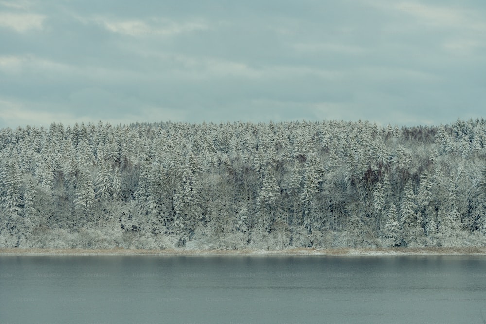ein großes Gewässer, umgeben von schneebedeckten Bäumen