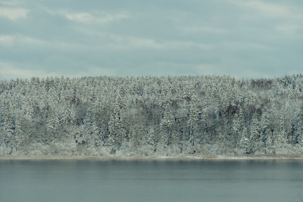 a large body of water surrounded by snow covered trees
