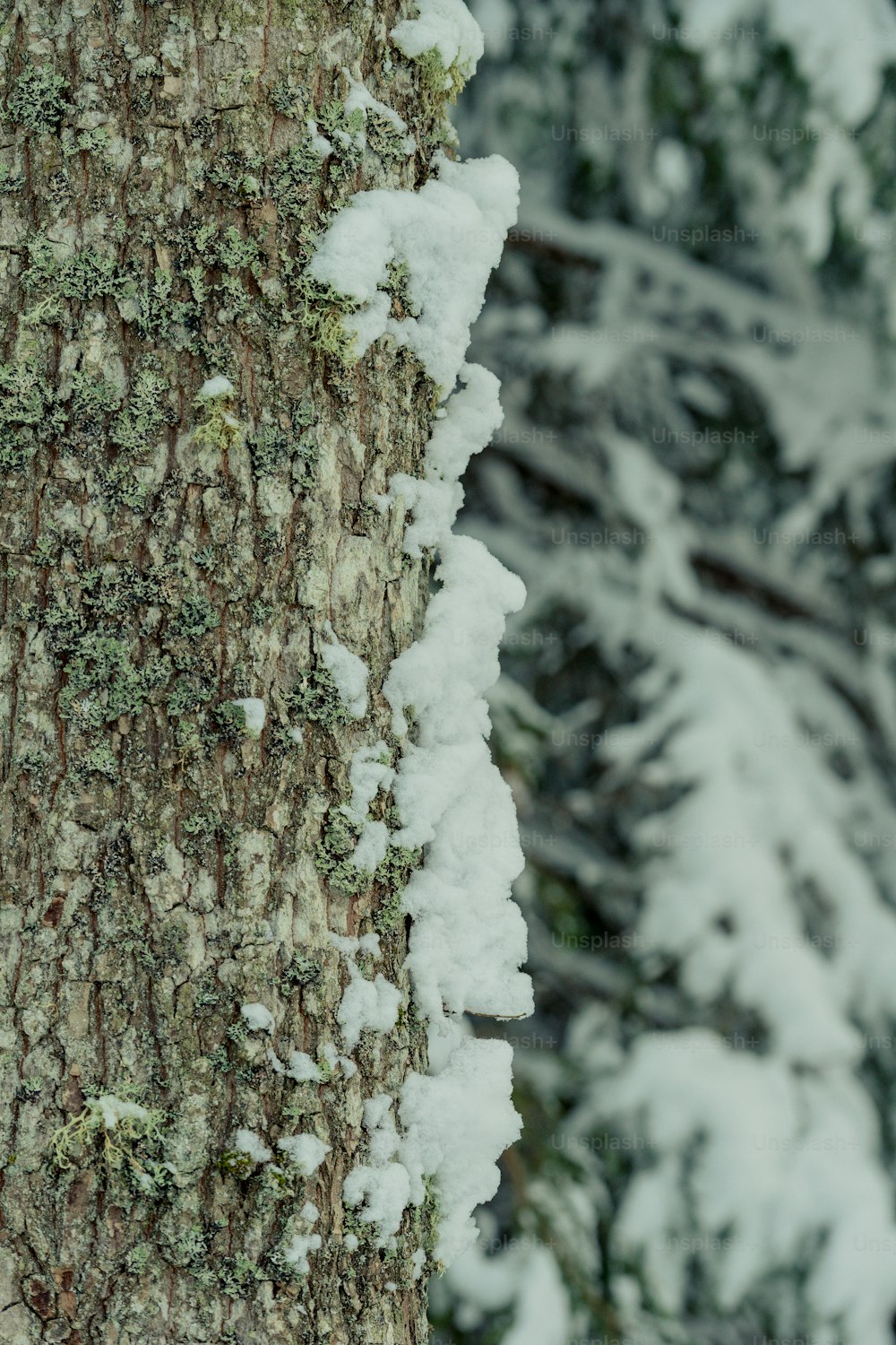 un primo piano di un albero con la neve su di esso