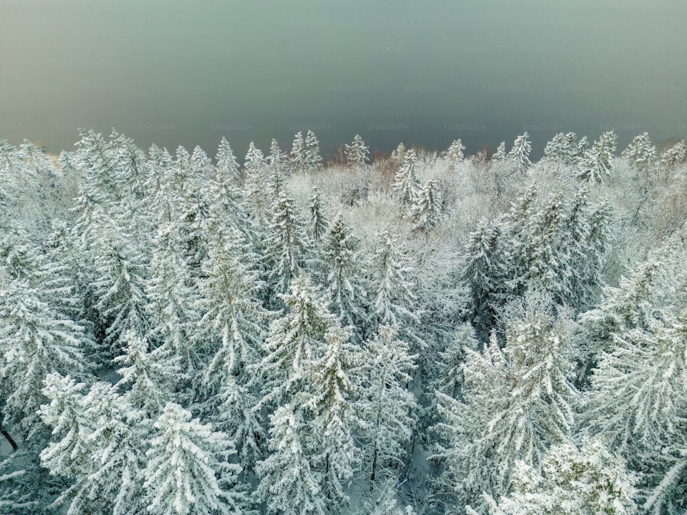 a group of trees covered in snow in a forest