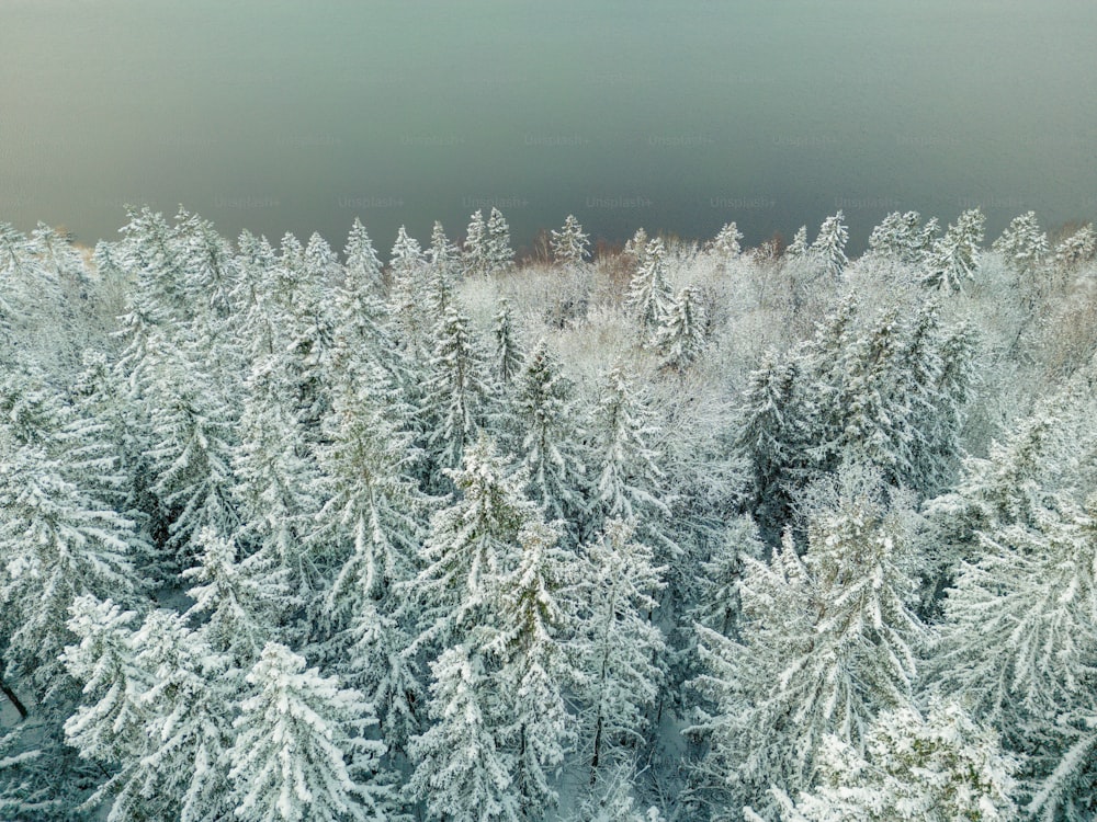 um grupo de árvores cobertas de neve em uma floresta