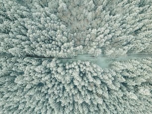 una veduta aerea di una foresta con alberi coperti di neve