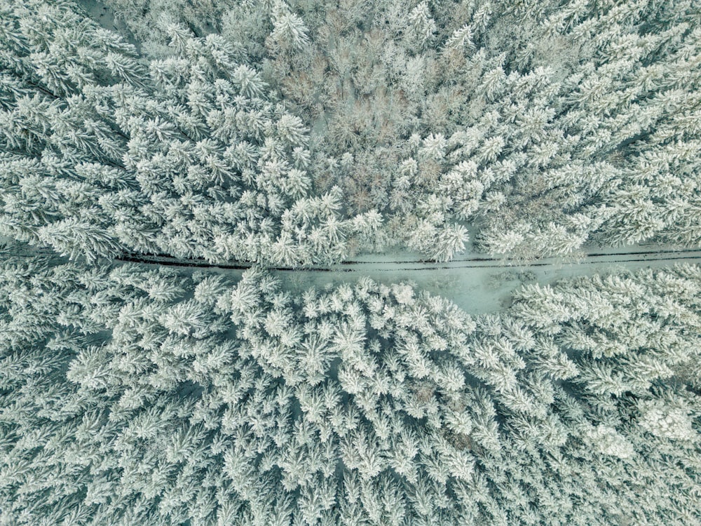 an aerial view of a forest with trees covered in snow