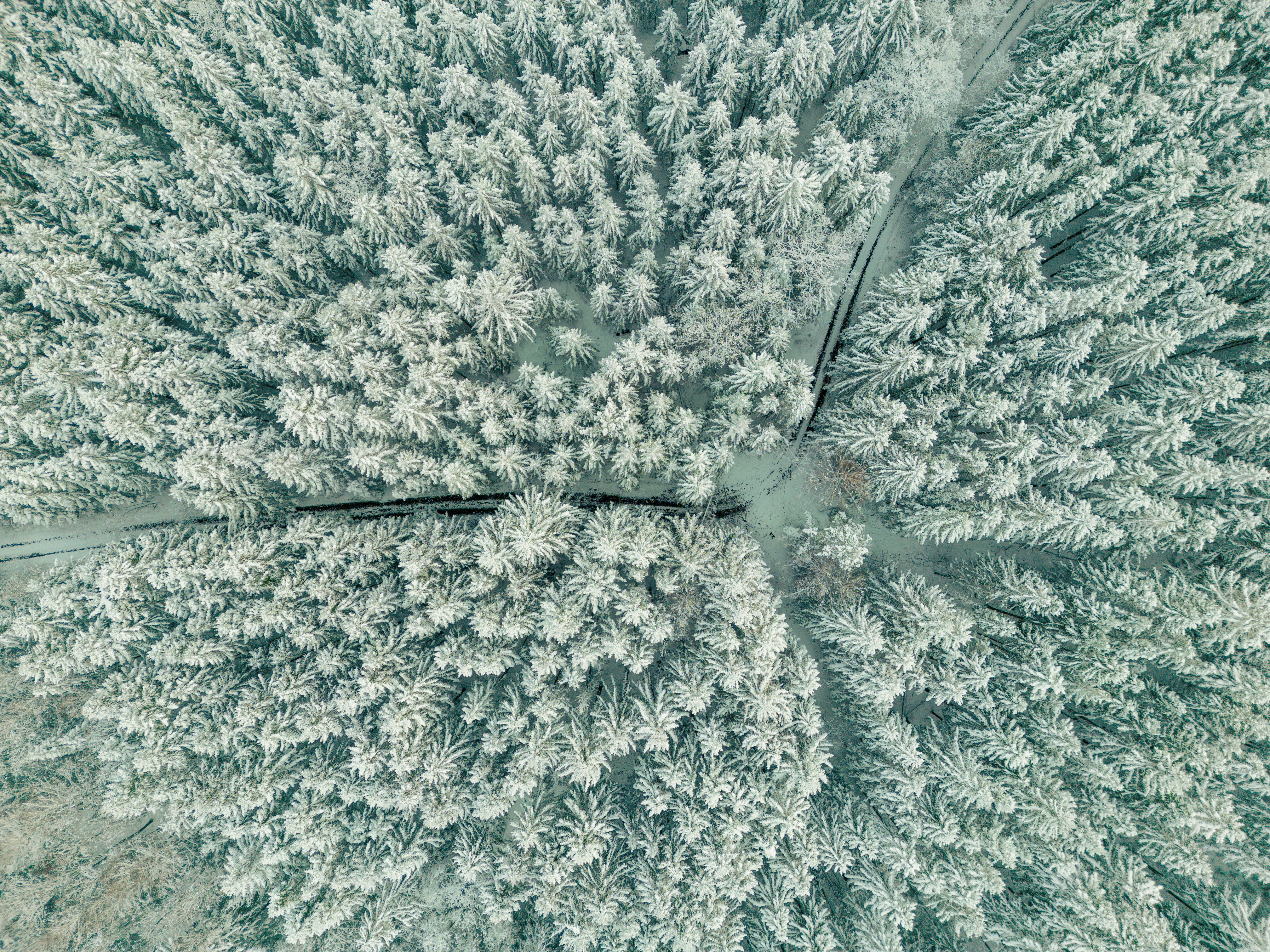 雪に覆われた木々の大群