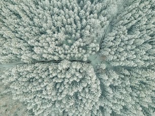 um grande grupo de árvores cobertas de neve