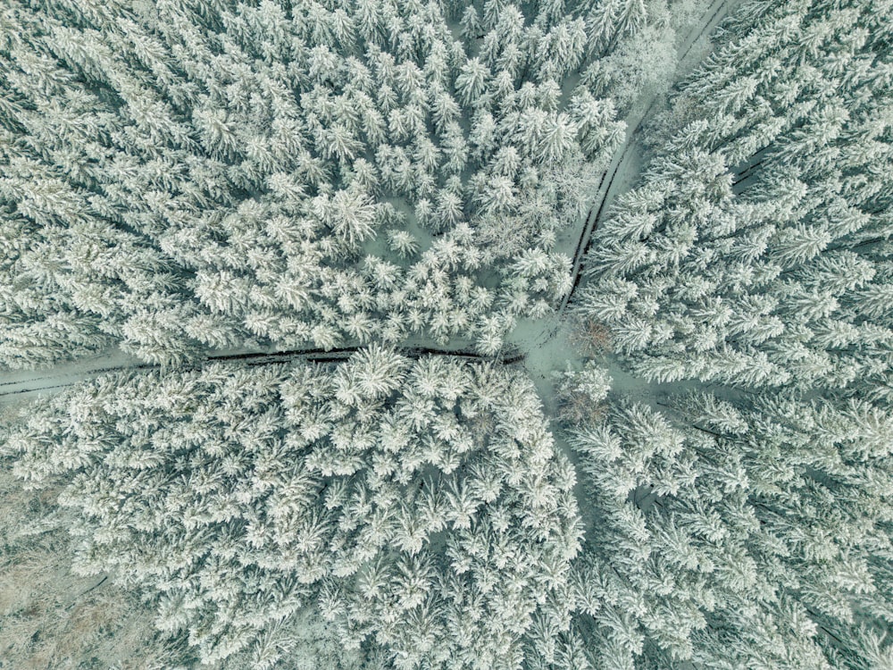 a large group of trees covered in snow