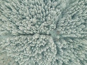 a large group of trees covered in snow