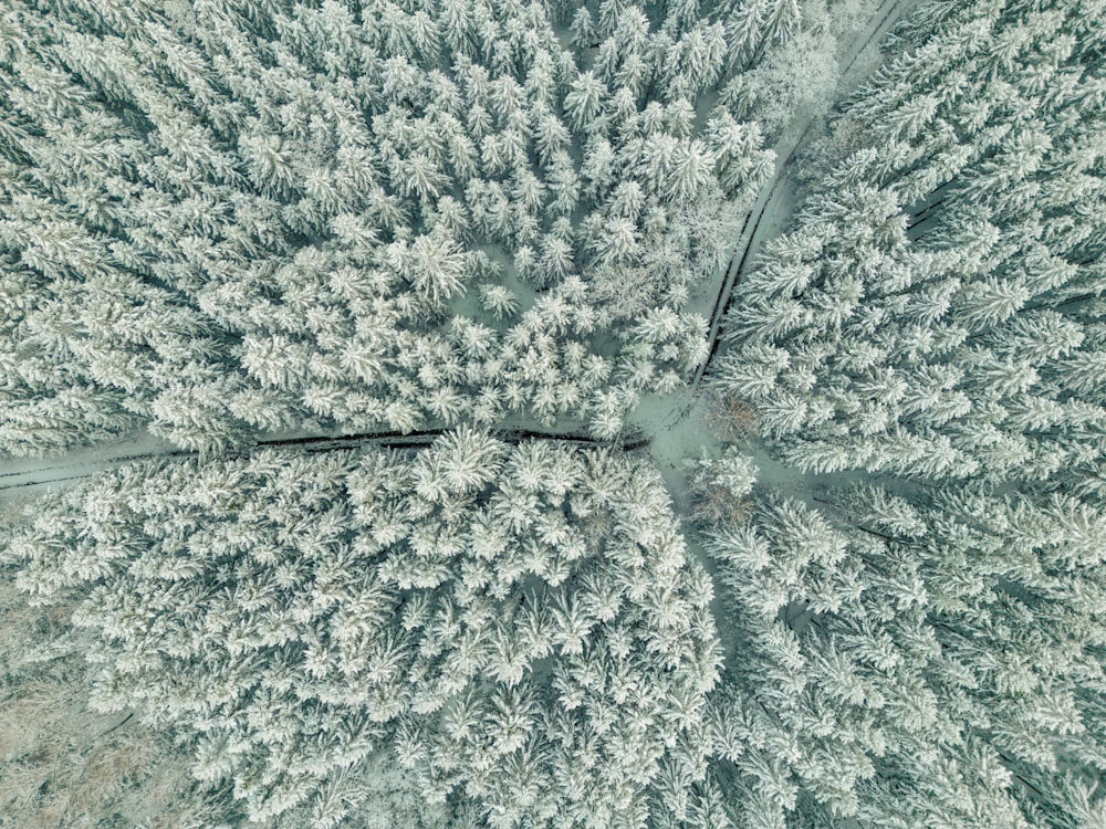 Un gran grupo de árboles cubiertos de nieve