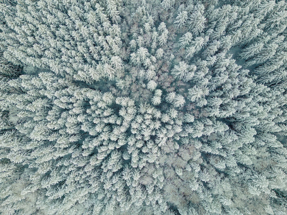 an aerial view of a forest with lots of trees