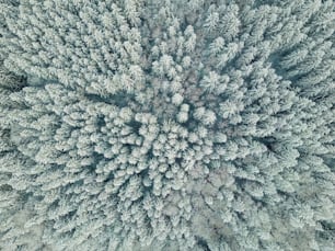 an aerial view of a forest with lots of trees