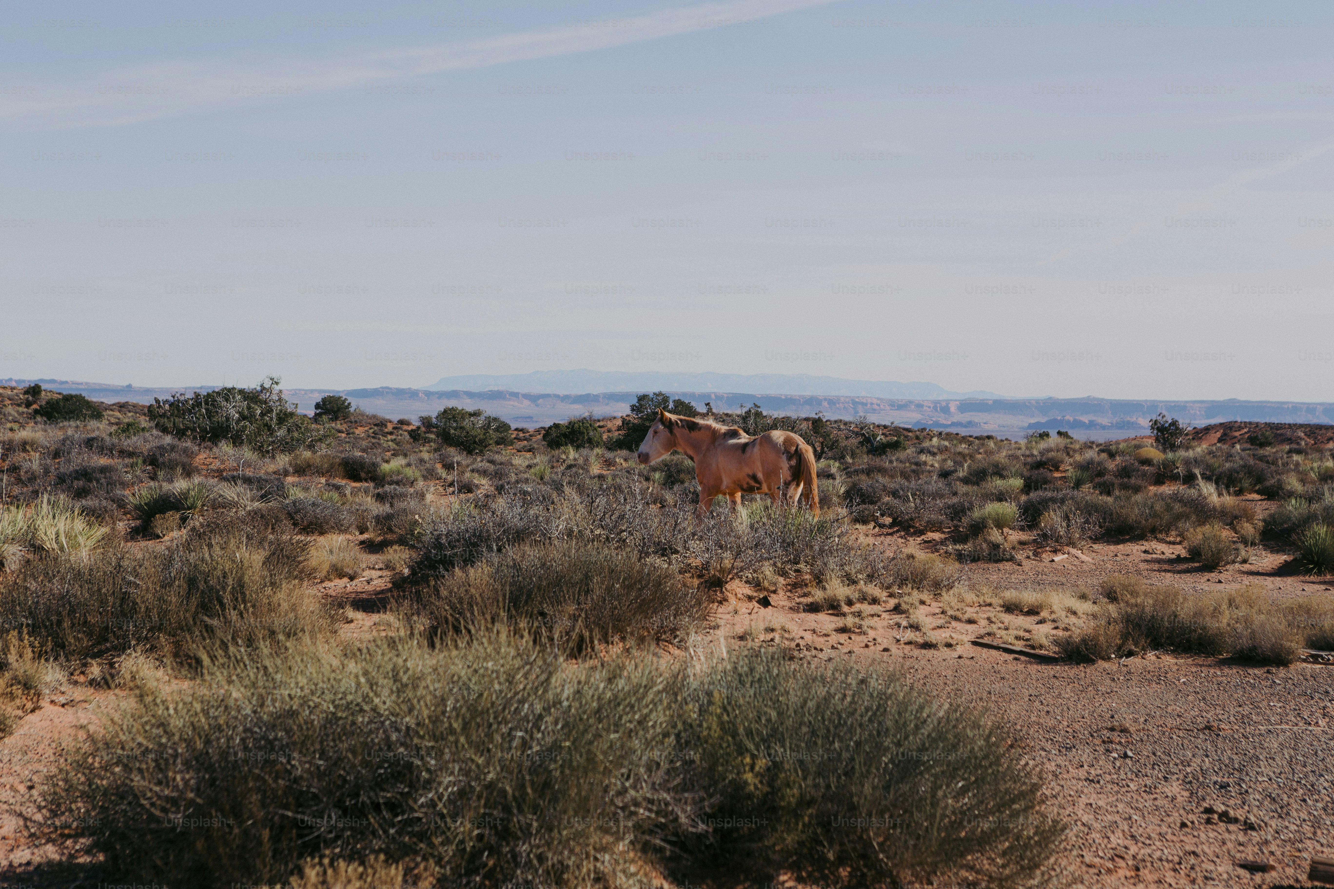 마른 풀밭 위에 서 있는 두 마리의 말