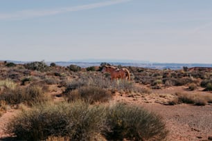 a couple of horses standing on top of a dry grass field