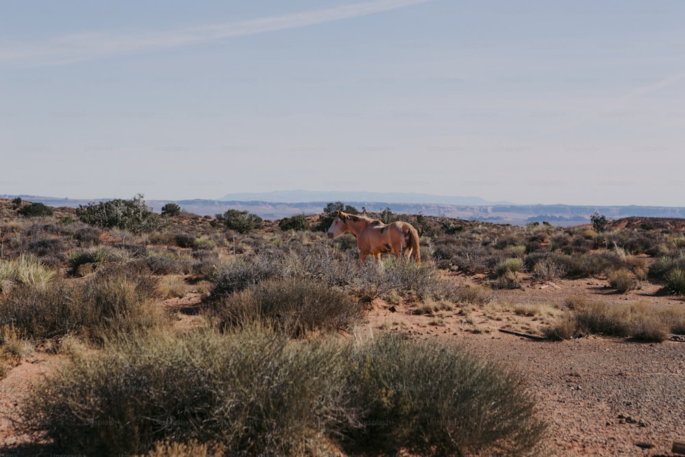 Un par de caballos parados en la cima de un campo de hierba seca