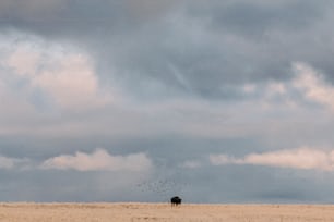 a lone cow standing in a field under a cloudy sky