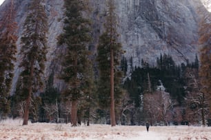 uma pessoa caminhando por uma floresta coberta de neve