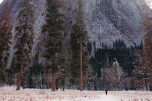 a person walking through a snow covered forest