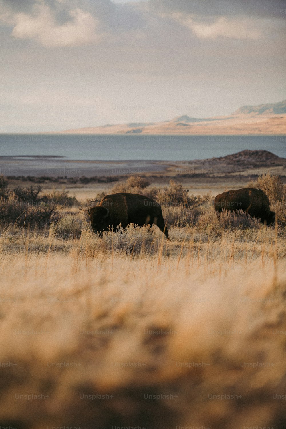 a couple of animals that are standing in the grass