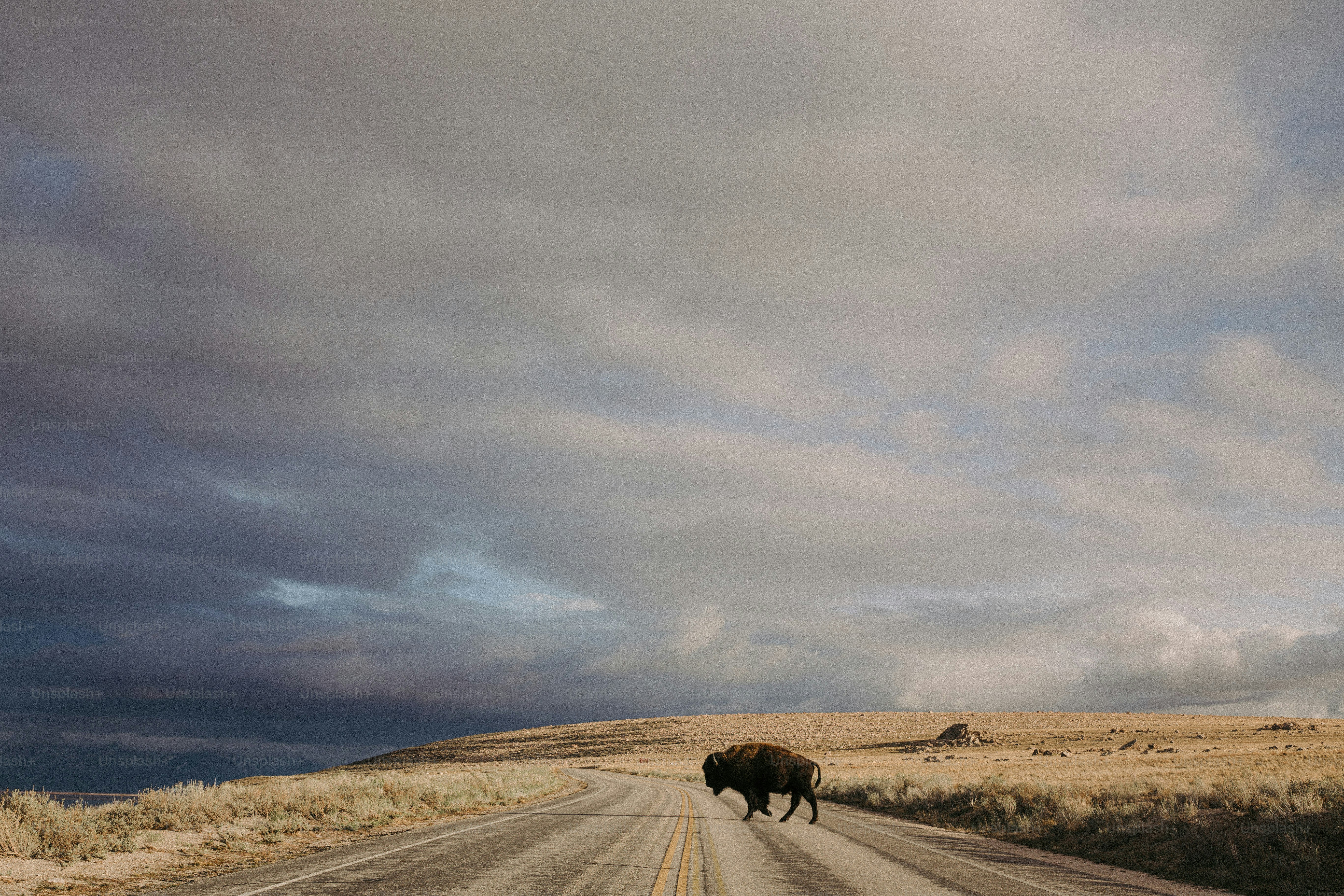 seekor bison menyeberang jalan di antah berantah