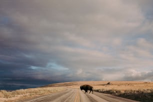 a bison crossing a road in the middle of nowhere