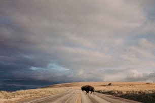 Ein Bison, der mitten im Nirgendwo eine Straße überquert