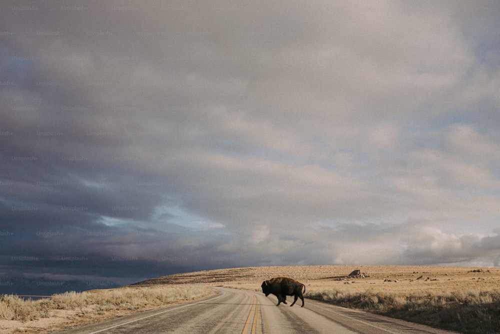 a bison crossing a road in the middle of nowhere