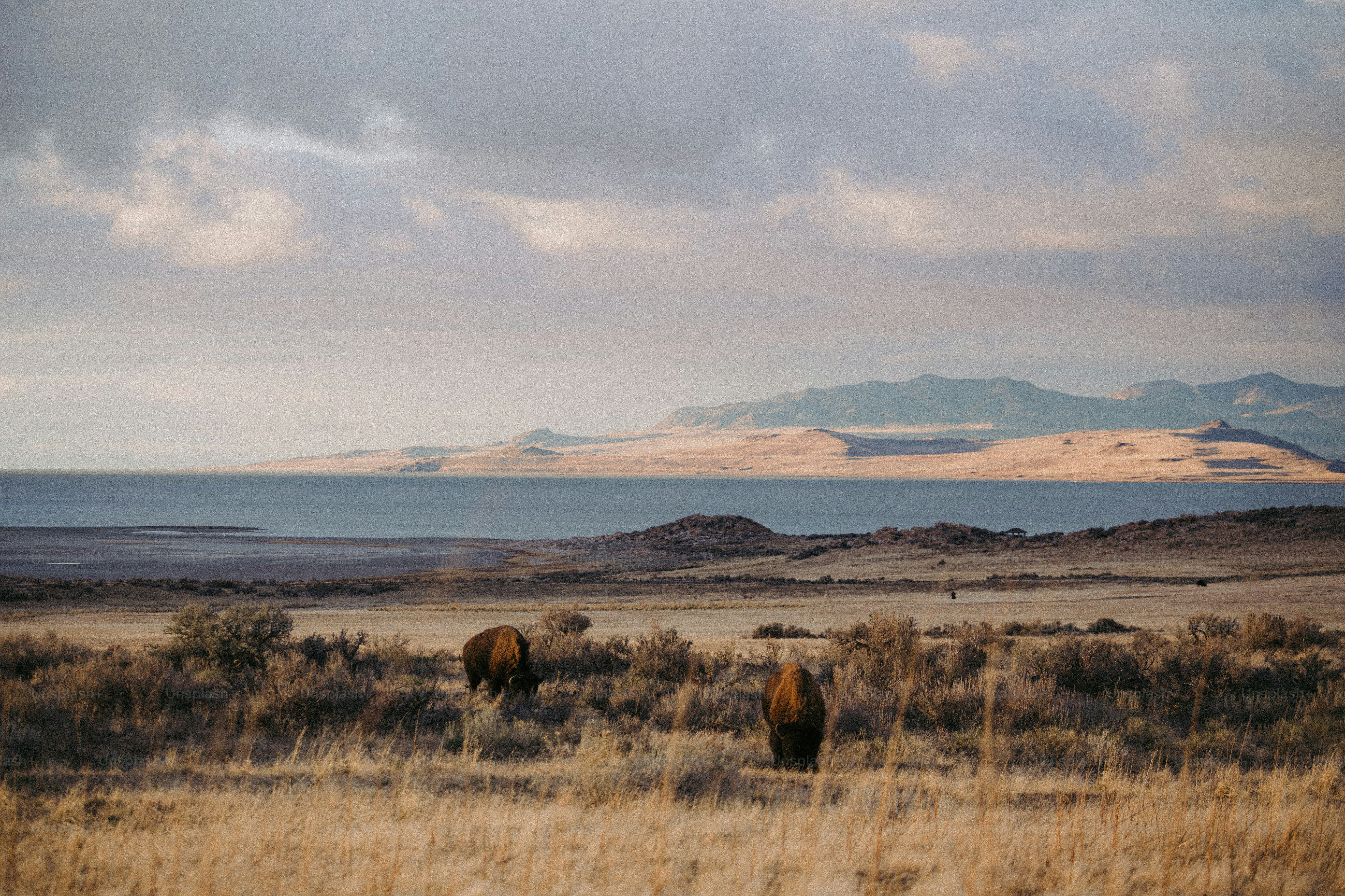 Wyoming's 'Frontier' Stablecoin Debuts on Ethereum, Solana and Avalanche