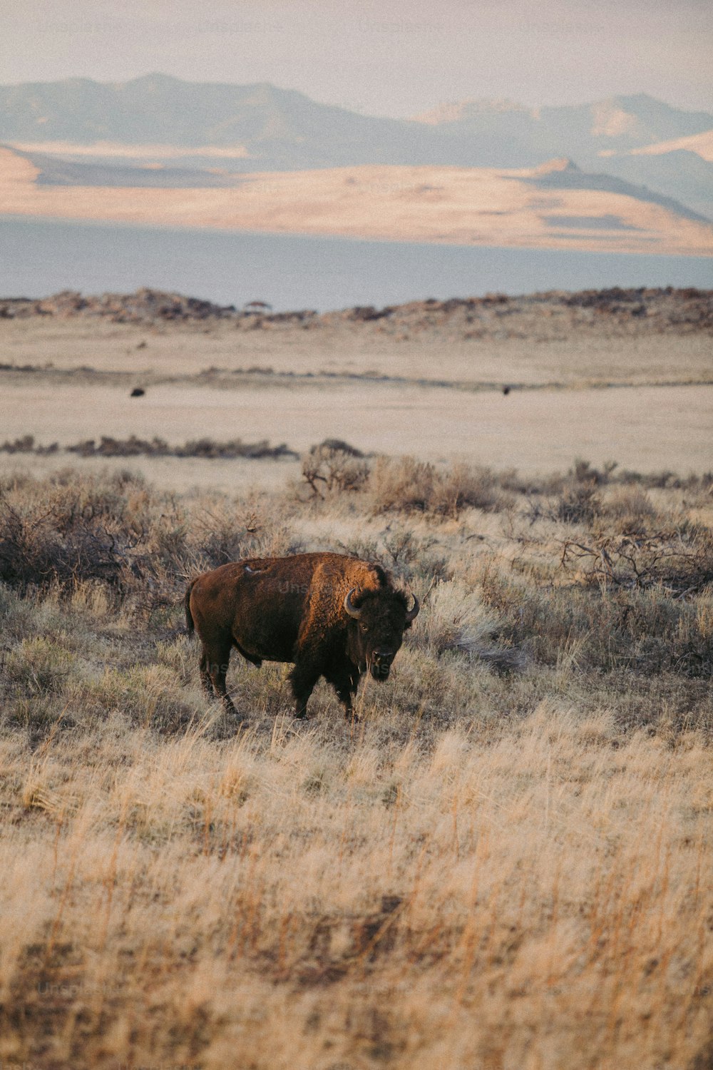 a bison is standing in a field with mountains in the background