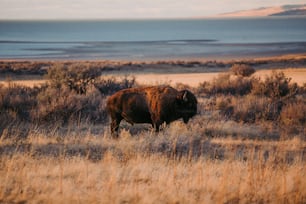 Un bison se tient dans un champ d’herbe sèche
