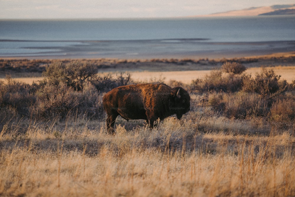 um bisão está de pé em um campo de grama seca
