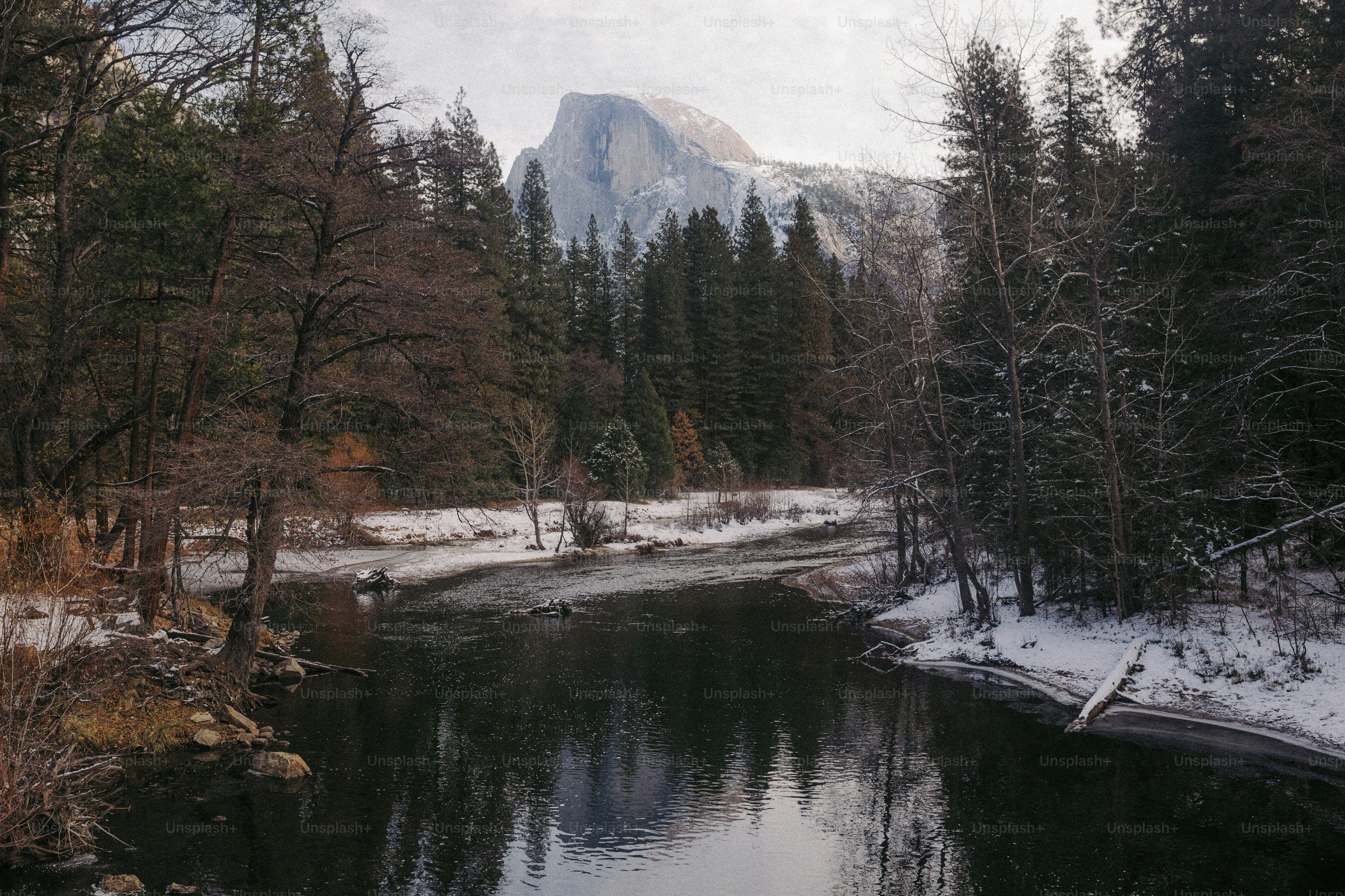 나무와 눈 덮인 땅으로 둘러싸인 강