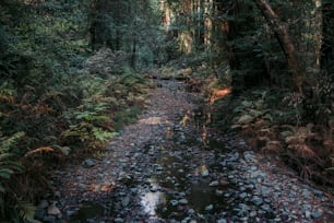 Un ruscello che attraversa una lussureggiante foresta verde