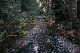 a stream running through a lush green forest