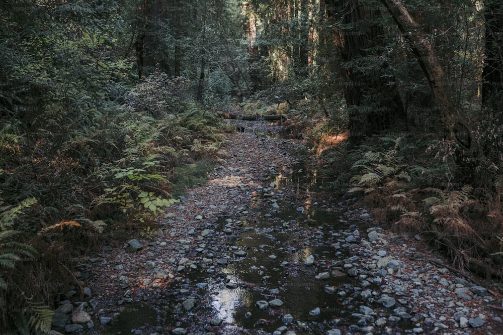 a stream running through a lush green forest