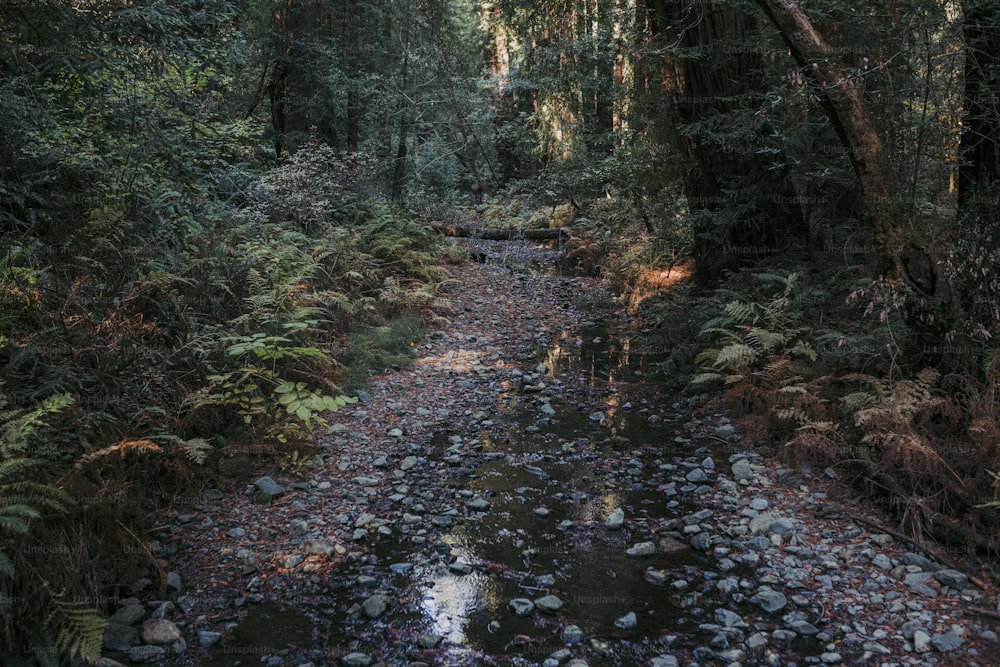 Un ruisseau qui traverse une forêt verdoyante