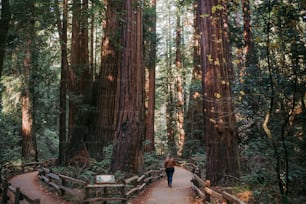 a person walking down a path in a forest