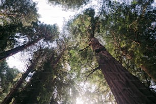 a group of tall trees standing next to each other