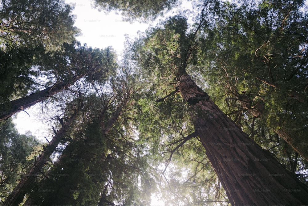 a group of tall trees standing next to each other