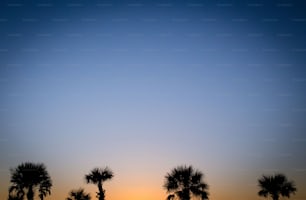 a couple of palm trees sitting next to each other