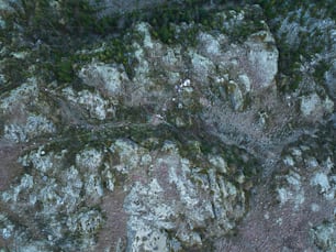 a close up of a rock with moss growing on it