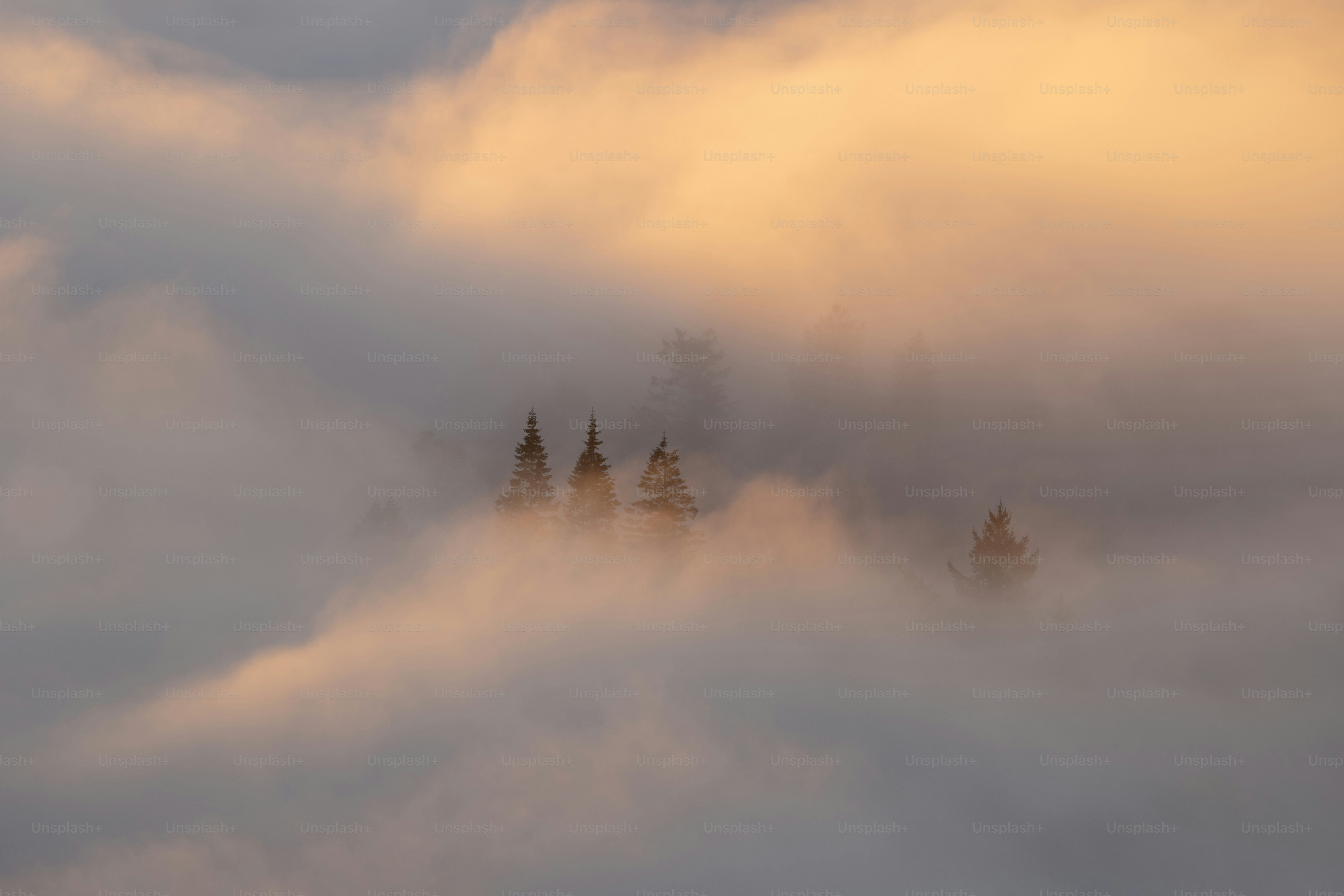 a foggy mountain with pine trees in the foreground
