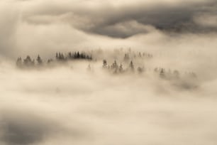 Una foto in bianco e nero di una foresta coperta di nebbia