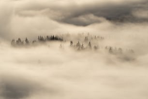 a black and white photo of a forest covered in fog