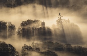 a foggy forest with a tower in the middle of it