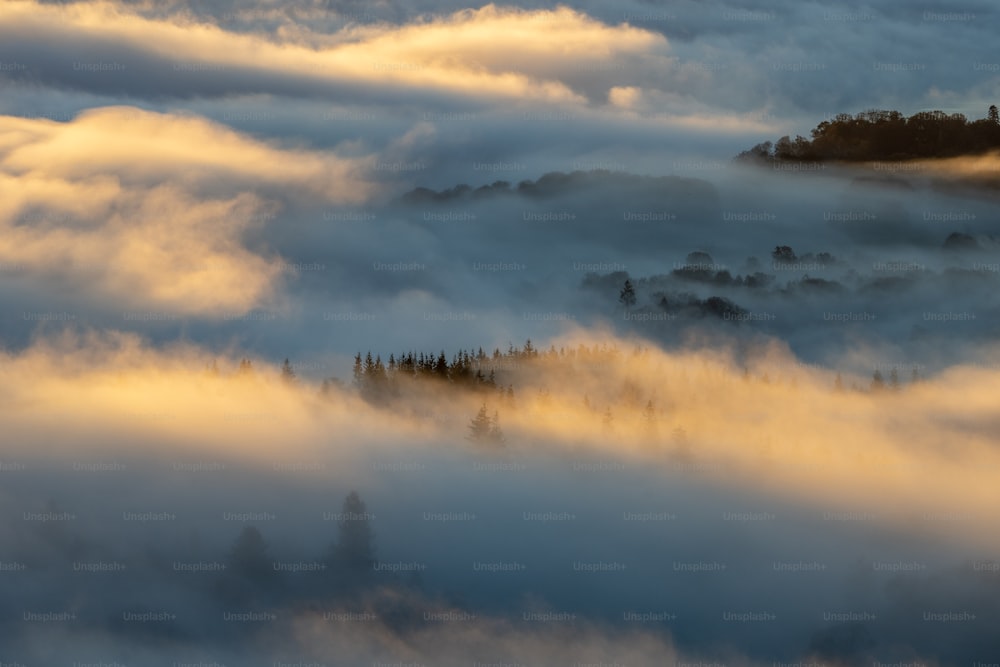 una vista di una foresta coperta di nebbia