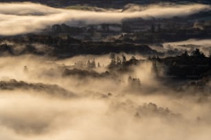 a foggy valley with trees and houses in the distance