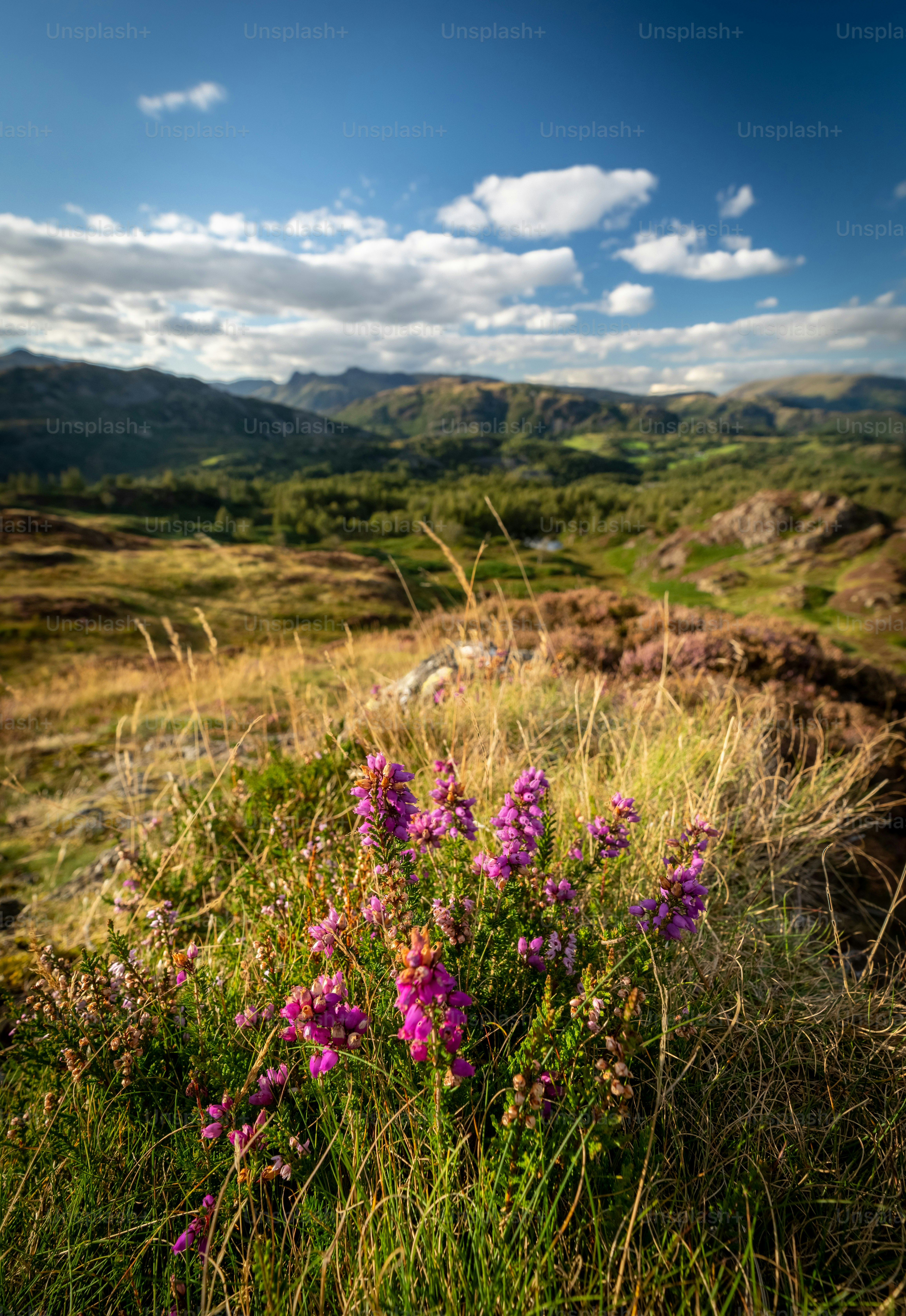 Ein Feld mit lila Blumen und Bergen im Hintergrund